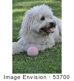 #53700 Royalty-Free Stock Photo Of Dog With Ball