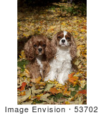 #53702 Royalty-Free Stock Photo Of Cavaliers Autumn Leaves