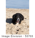 #53703 Royalty-Free Stock Photo Of Dog Portrait