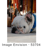 #53704 Royalty-Free Stock Photo Of A Resting Dog