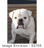#53705 Royalty-Free Stock Photo Of Bulldog