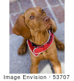 #53707 Royalty-Free Stock Photo Of An Alert Dog
