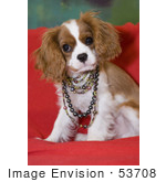 #53708 Royalty-Free Stock Photo Of A Cute Spaniel Wearing Colorful Pearls