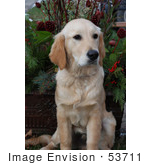 #53711 Royalty-Free Stock Photo Of A Sitting Patient Golden Retriever