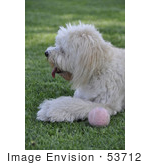#53712 Royalty-Free Stock Photo Of Dog With Ball
