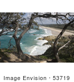 #53719 Royalty-Free Stock Photo Of A Beach Tree