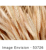 #53726 Royalty-Free Stock Photo Of A Closeup Of Wheat