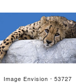 #53727 Royalty-Free Stock Photo Of A Cheetah
