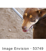 #53749 Royalty-Free Stock Photo Of A Dog By A Fence