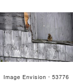 #53776 Royalty-Free Stock Photo Of A Squirrel On A Weathered Ledge