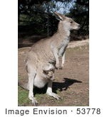 #53778 Royalty-Free Stock Photo Of A Kangaroo And Joey