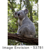 #53781 Royalty-Free Stock Photo Of A Koala 4