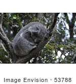 #53788 Royalty-Free Stock Photo Of A Koala 4