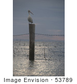 #53789 Royalty-Free Stock Photo Of A Pelican On A Beach Post