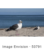 #53791 Royalty-Free Stock Photo Of A Seagull Landscape