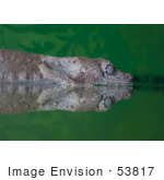 #53817 Royalty-Free Stock Photo Of A Reflection Of Gecko