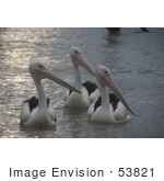 #53821 Royalty-Free Stock Photo Of A Group Of Pelicans