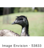 #53833 Royalty-Free Stock Photo Of A Emu