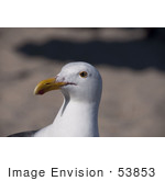 #53853 Royalty-Free Stock Photo Of A Seagull Head