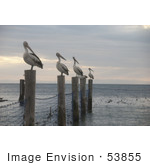 #53855 Royalty-Free Stock Photo Of A Row Of Pelicans On Posts