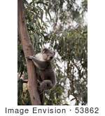 #53862 Royalty-Free Stock Photo Of A Koala Wild