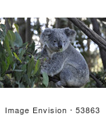 #53863 Royalty-Free Stock Photo Of A Koala 3