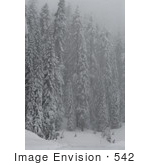 #542 Winter Picture Of Evergreen Pine Trees Covered With Snow