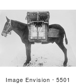 #5501 Pack Horse