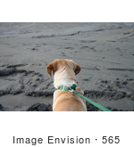 #565 Photograph Of A Dog On A Leash