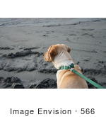 #566 Photograph Of A Dog On A Leash