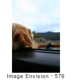 #576 Photograph Of A Yellow Lab Dog Sticking His Head Out A Car Window