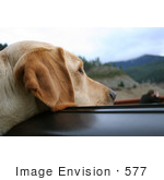 #577 Photo of a Yellow Lab Dog Sticking His Head Out a Car Window by Jamie Voetsch