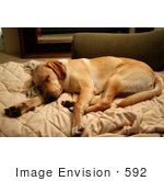 #592 Photograph of a Yellow Lab Dog Sleeping on a Couch by Jamie Voetsch