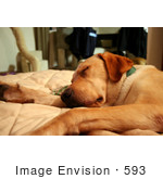 #593 Image Of A Yellow Labrador Dog Sleeping On A Couch
