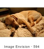 #594 Image Of A Dog Sleeping On A Couch