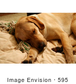 #595 Picture of a Yellow Lab Dog Sleeping on a Couch by Jamie Voetsch