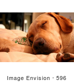 #596 Photograph Of A Sleeping Dog