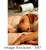 #597 Photo Of A Yellow Lab Dog Sound Asleep On A Couch