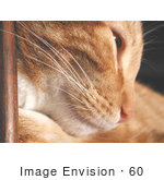 #60 Pet Picture Of A Cat Leaning Against Wood