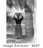 #6047 Cahuilla Woman With Basket On Her Head
