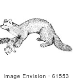 #61553 Clipart Of A Marten In Black And White - Royalty Free Vector Illustration