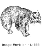 #61555 Clipart Of A Bobcat In Black And White - Royalty Free Vector Illustration