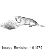 #61579 Clipart Of A Pocket Gopher By A Den In Black And White - Royalty Free Vector Illustration
