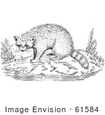 #61584 Clipart Of A Raccoon On A Shore In Black And White - Royalty Free Vector Illustration
