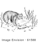 #61588 Clipart Of A Bobcat With Rabbit As Prey In Black And White - Royalty Free Vector Illustration