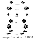 #61660 Clipart Of Wolf Wildcat And Raccoon Tracks In Black And White - Royalty Free Vector Illustration