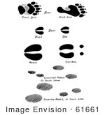 #61661 Clipart Of Bear Deer Moose Caribou And Rabbit Tracks In Black And White - Royalty Free Vector Illustration
