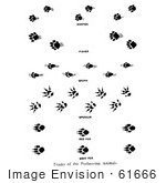 #61666 Clipart Of Marten Fisher Skunk Opossum And Fox Tracks In Black And White - Royalty Free Vector Illustration