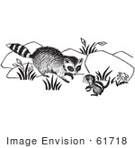 #61718 Clipart Of A Raccoon And Chipmunk In Black And White - Royalty Free Vector Illustration
