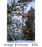 #629 Photograph Of Trees Along The Rim Of Crater Lake Oregon